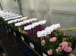 [Hyacinth sample planting 2.jpg]